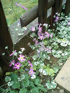 グランドカバーの グレコマ と さくら草 です お花大好きさくらと博士の魔法のお庭